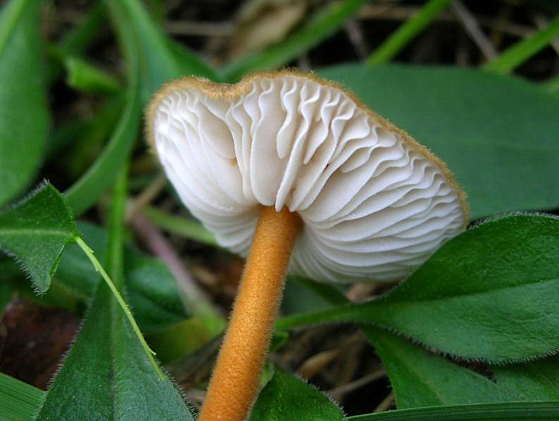 Xerula longipes?